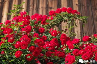 二、 选对横拉时间，促进藤本月季生长