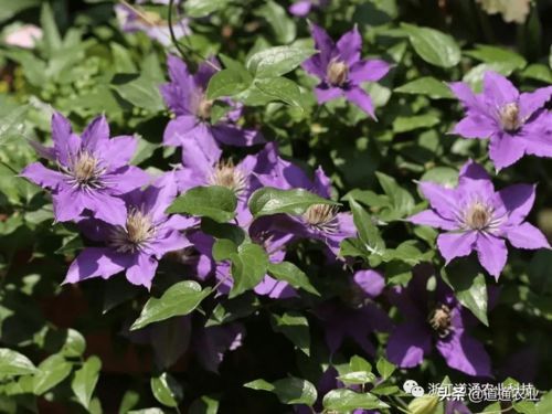 铁线莲的皇后之美