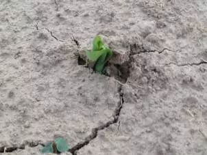 除草剂使用方法的重要性