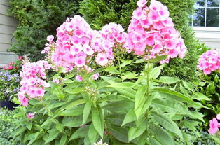 为什么要摘心？