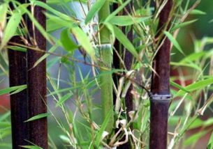 紫竹的种植位置，你选对了吗？