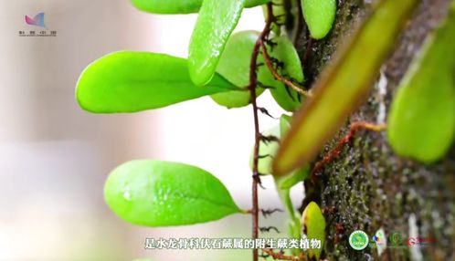 避免过度干旱和积水