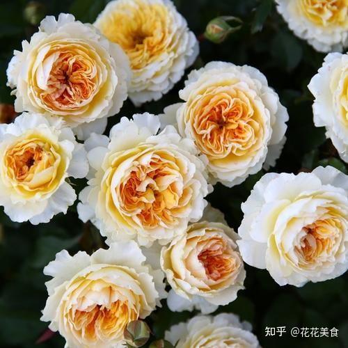 碧翠丝月季：黄色月季的天花板