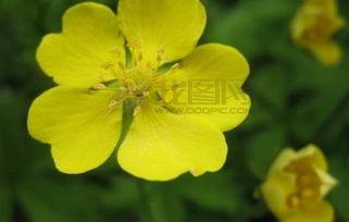 三招防脸盲，教你认识常见路边黄花