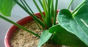 阳台养花小飞虫烦恼？让我来告诉你怎么搞定呃！