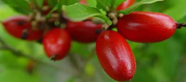 神秘果的奇妙功效