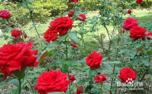 现在种什么花蕞适合