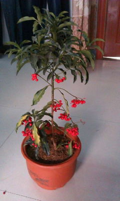 草本植物养护：为何失败率高？