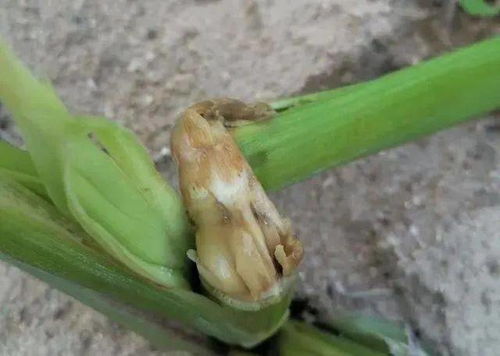 防治病虫害，阿维菌素行不行？