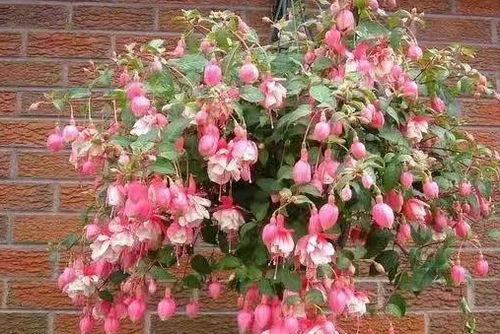 方案1：百日草+硫华菊