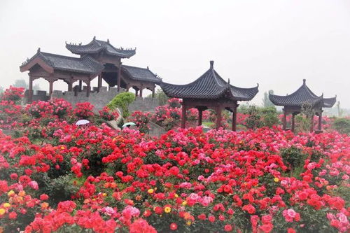 月季花海如何带动堪花经济