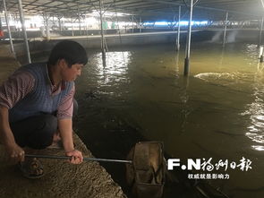 鳗鱼土池养殖升级：生态循环水产养殖技术