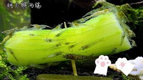 水莲籽发芽，如何巧妙拆分