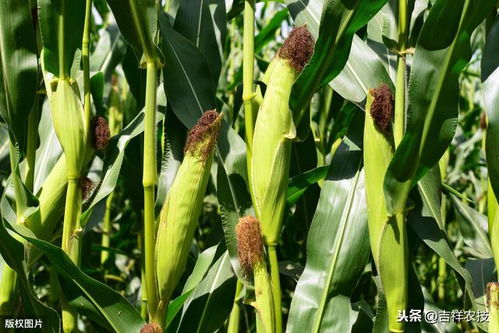 除草剂的选择：一场无声的战斗