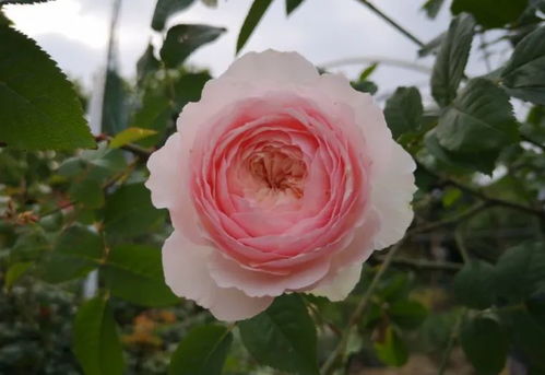 揭秘月季芽点发黑之谜：如何巧妙应对与优化？