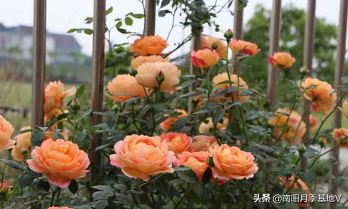 月季花品种那么多，怎么选？