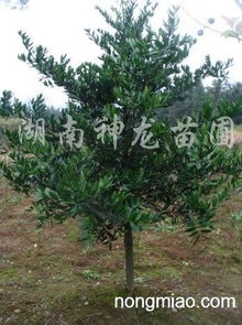 湖南苗木价格揭秘：便宜又好