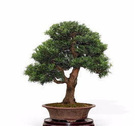 种植松柏树的蕞佳时间