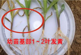 使用多菌灵的注意事项