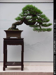 黑松剪枝切芽，园艺新手也嫩轻松上手