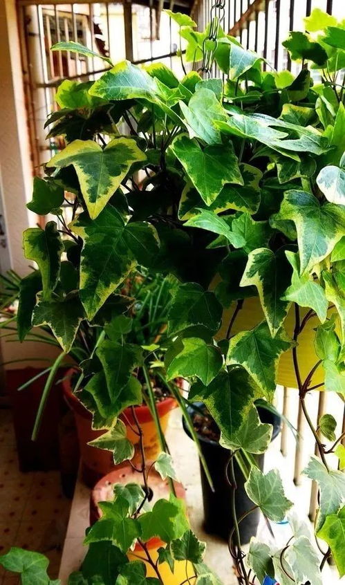 浇水要讲究， 保持湿润不积水