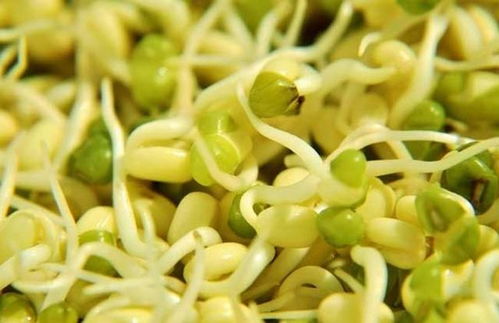 绿豆芽怎么生？只需5步