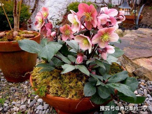 猫爪花， 美丽又耐寒