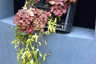 紫藤花的叶子和花， 春天的色彩使者