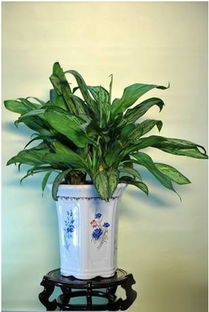 绿肥的魅力与白粉病的困扰