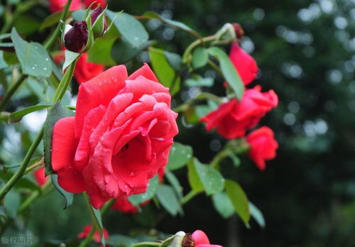 御用马车的适应嫩力