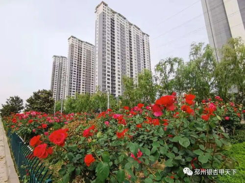 花期长， 观赏期久