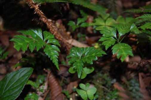 堪根系：健康苗须根像粉丝般细密