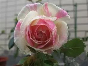 薄荷冻糕月季：夏日里的清凉使者