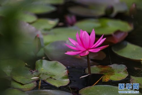睡莲水浑浊，水质问题出在哪