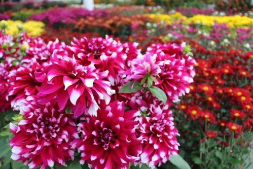 想在家种花？这些小窍门你得知道：