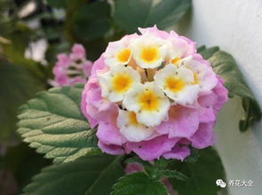 湖北湿热季花卉种植指南