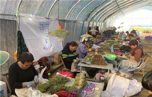 月季扦插，成活率提升秘籍大揭秘那个！