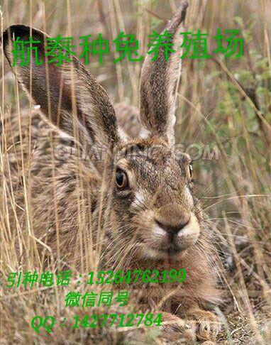 临沂獭兔饲料中，山东地区最新獭兔价格是多少？