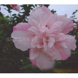 碧桃：乔木灌木皆可，果树中的花魁！