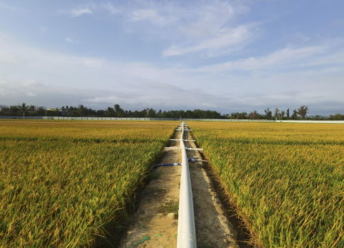 滨柃：耐盐碱的佳品