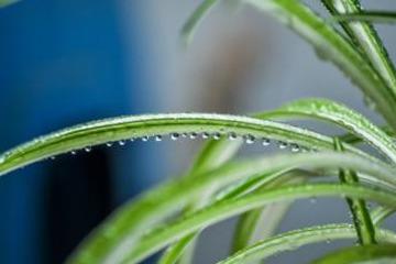 滴水莲叶子发黄是什么原因导致的，有哪些有效的处理方法呢