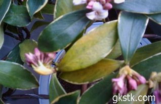 瑞香叶子发黄怎么办？盆栽瑞香种植视频解析