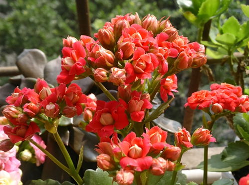 长寿花的种植与养护