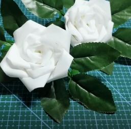 栀子种子催芽，纸巾效果咋样？新手速来学习！