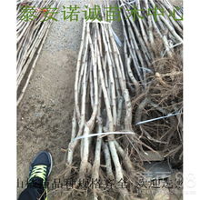 揭秘畜牧领域：掌握苗木嫁接技术，提高养殖效率！