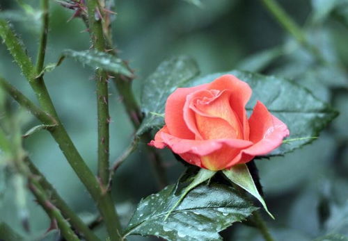 月季花干枯补救与浇水判断方法