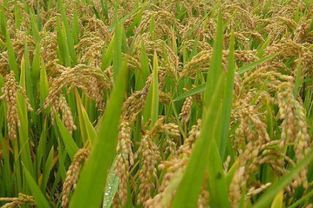 小麦出穗开花，怎么用药？