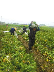 车前草的种植技巧