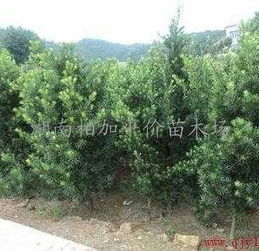 捆，捆出稳定的姿态