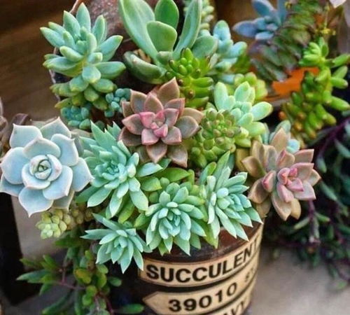 赤豆多肉：如何养出健壮的小生命？